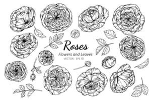 Collection of Rose Blooms and Leaves  vector