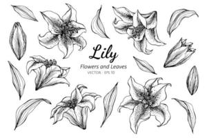 Collection of Lily flowers and leaves vector