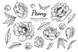 Collection of Peony flowers and leaves vector