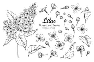 Collection of Lilac flowers and leaves vector