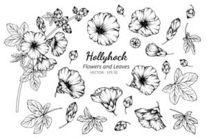 Collection of Hollyhock flowers and leaves vector