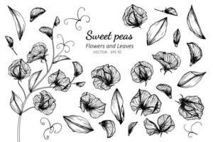 Collection of Sweet Pea flowers and leaves vector