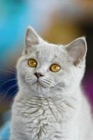 Young British Shorthair cat