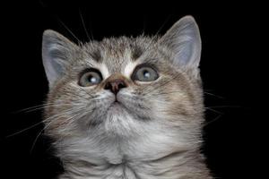 close-up British kitty photo