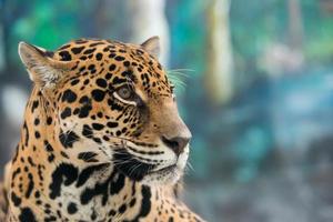 jaguar (panthera onca) foto