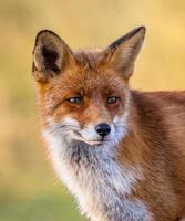 Red fox full portrait photo