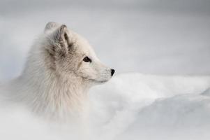 zorro ártico