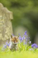 Fox cub in blue bells - Vulpes vulpes photo