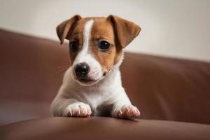 Jack Rassell terrier puppy photo