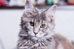 Young Maine Coon cat photo