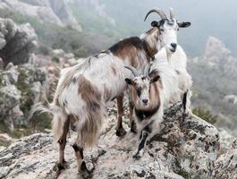 deux chèvres photo