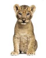 Lion cub sitting down on a white background photo