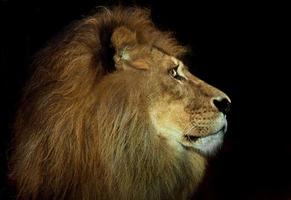 león arrogante foto