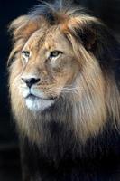león africano foto