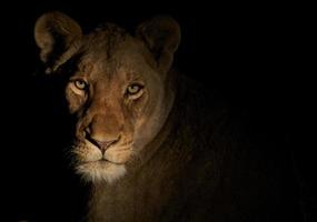 lioness of the night photo