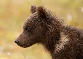 Eurasian brown bear (Ursos arctos) cub photo