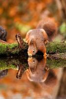 Squirrel reflection photo