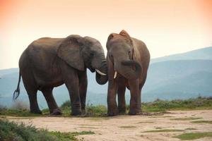 two elephants in addo elephant park,  south africa
