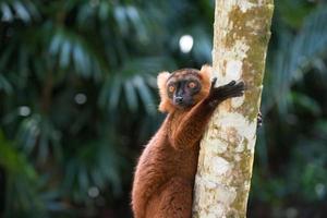 Lemur of Madagascar photo