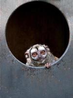Owl monkey photo