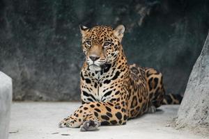 jaguar ( Panthera onca ) photo