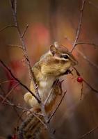 Chipmunk eating berries photo