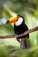 Toco Toucan in deep vegetation photo