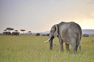 elephants grazing in twilight