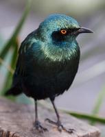 Glossy Starling Bird photo