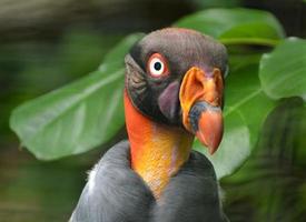 King Vulture photo