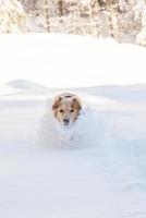 Labrador retriever dog playing in snow in the winter outdoors