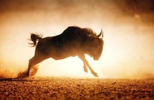 Blue wildebeest running in dust photo
