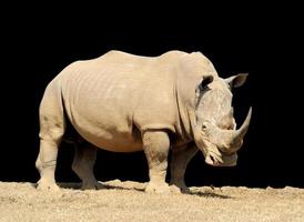 Rhino on dark background photo