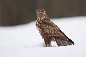 Common buzzard in winter photo