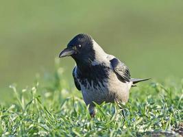 Hooded Crow (Corvus cornix) photo