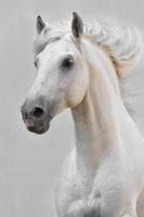 caballo blanco semental aislado en el fondo gris foto