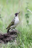 Green woodpecker, Picus viridis photo