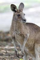 Retrato de un canguro rojo en Australia