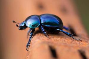 escarabajo foto