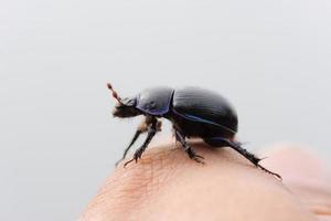 beetle close up photo