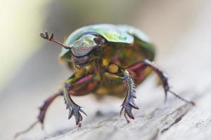 Escarabajo escarabajo aburrido (geotrupes auratus auratus), vista desde el frente foto