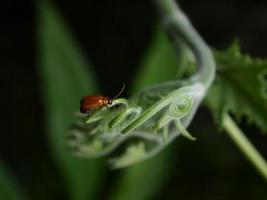 Orange Beetle photo