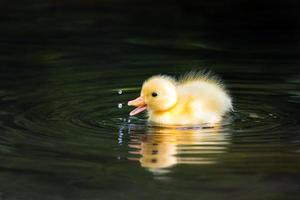 Duckling drops photo