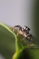 Jump spider in the garden photo