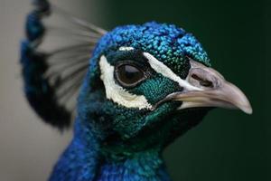 Headshot Of A Peacock/Peafowl photo
