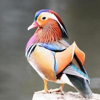 male Mandarin Duck photo