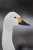 Bewicks swan, Cygnus bewickii