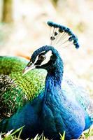 peacock in chiangmai nightsafari chiangmai Thailand