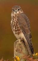 Hembra Merlin [falco columbarius] en poste de la cerca, Gales, Reino Unido foto