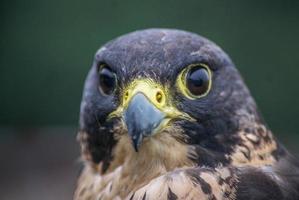 Peregrine falcon photo